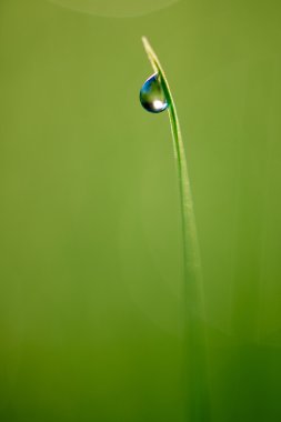 Çimen çiy damla ile yakın çekim