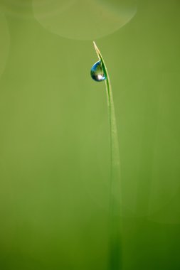 Çimen çiy damla ile yakın çekim