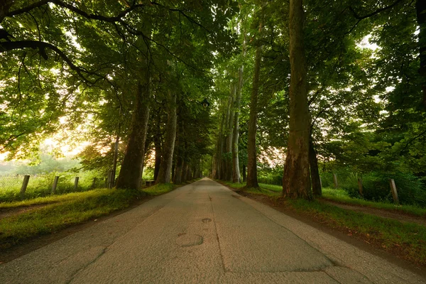Дорога с деревьями свежим летним утром — стоковое фото