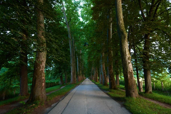 Ağaçların taze yaz sabahı olan yol — Stok fotoğraf