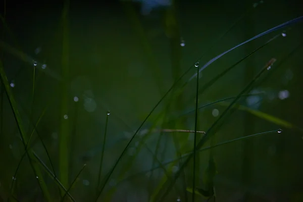 Hierba con gotas de rocío —  Fotos de Stock