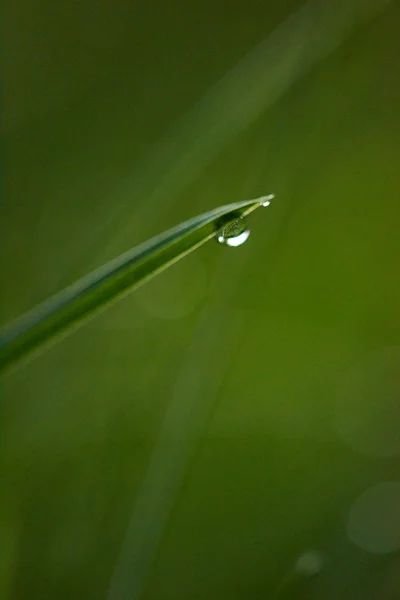 Grass with dew drop close up — Stock Photo, Image