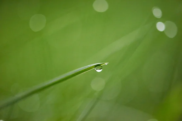 Gräs med dagg droppe på nära håll — Stockfoto