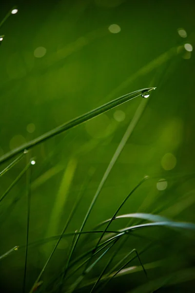 Gras met dauwdruppels — Stockfoto