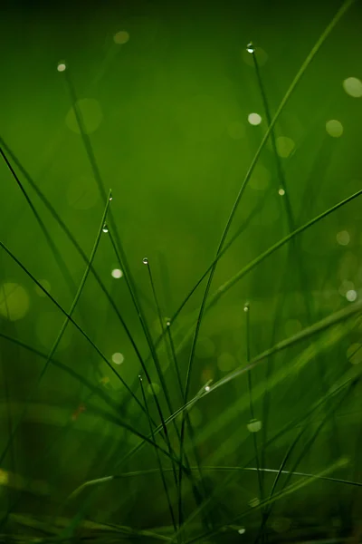 草有露珠 — 图库照片