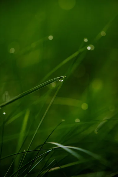 Gras met dauwdruppels — Stockfoto