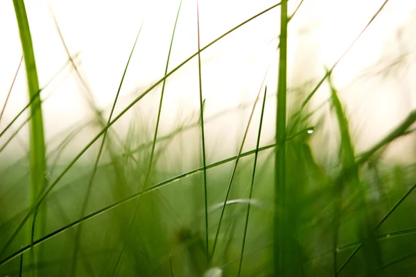 Gras met dauwdruppels — Stockfoto