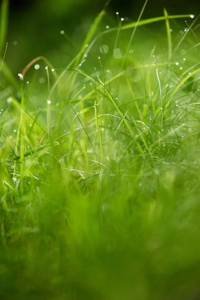 Gräs med daggdroppar — Stockfoto