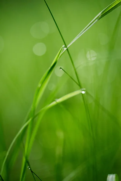 Gräs med daggdroppar — Stockfoto