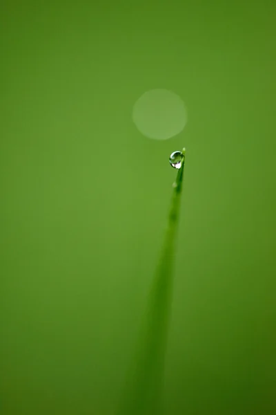 Grass with dew drop close up — Stock Photo, Image