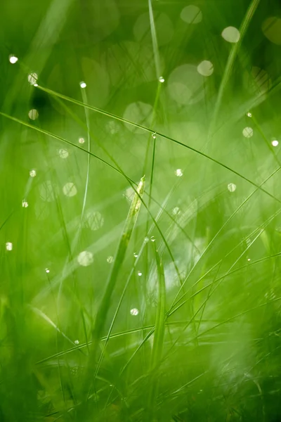 Hierba con gotas de rocío —  Fotos de Stock