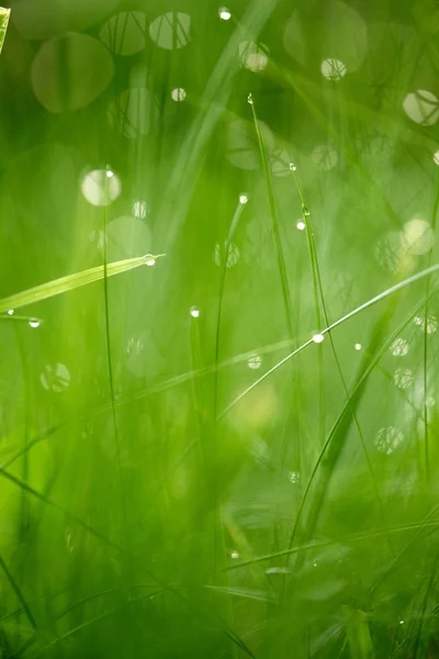 Hierba con gotas de rocío —  Fotos de Stock