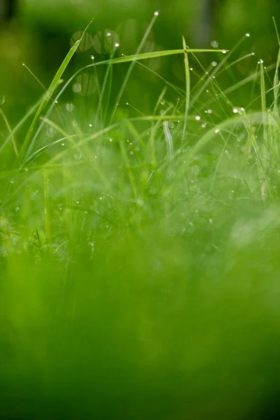 Herbe avec gouttes de rosée — Photo