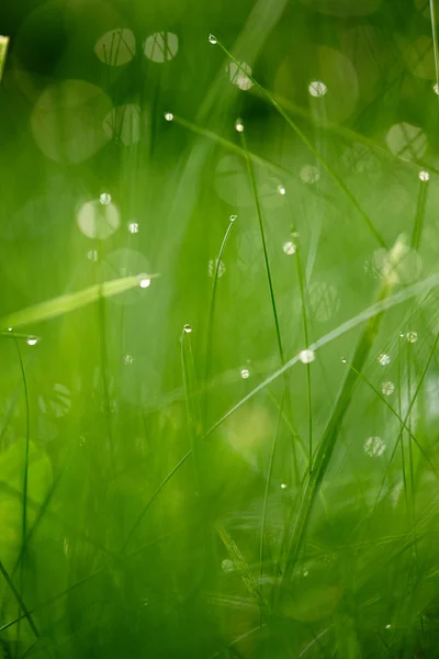 Grass with dew drops — Stock Photo, Image