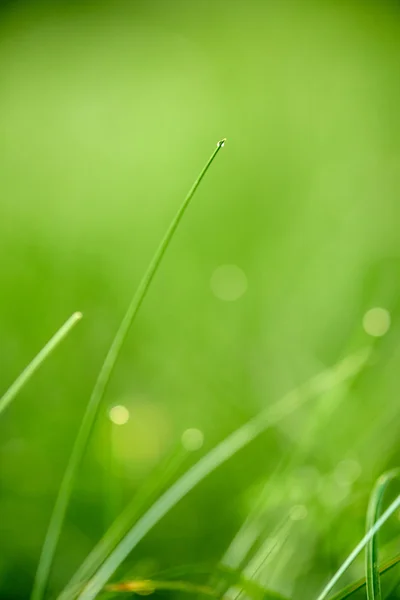 露が落ちる草 — ストック写真