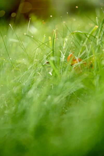 Gräs med daggdroppar — Stockfoto