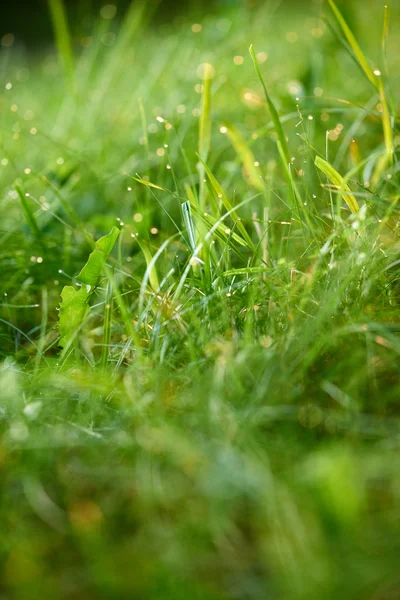 Grass with dew drops — Stock Photo, Image