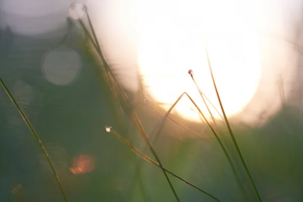 Erba con gocce di rugiada — Foto Stock