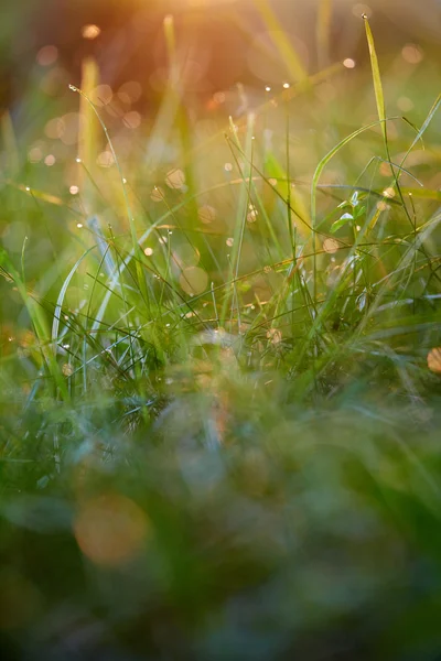 Trawa z kroplami rosy — Zdjęcie stockowe