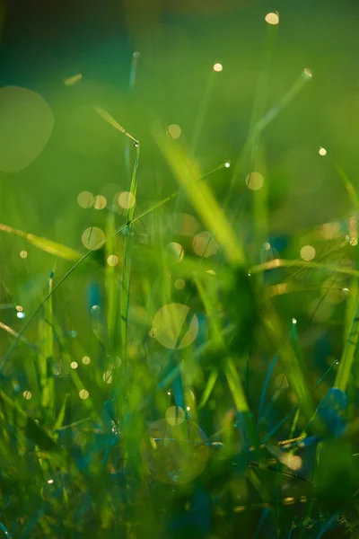 Gräs med daggdroppar — Stockfoto