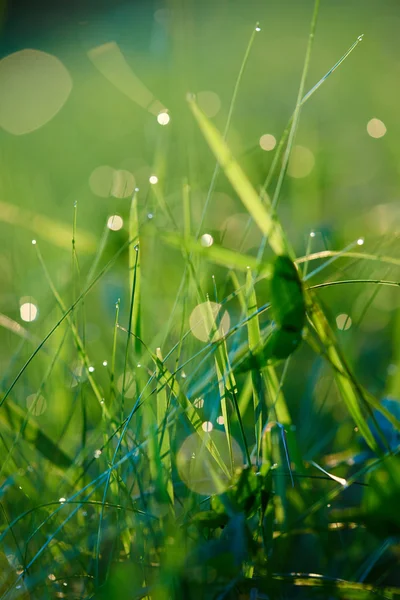 Hierba con gotas de rocío —  Fotos de Stock