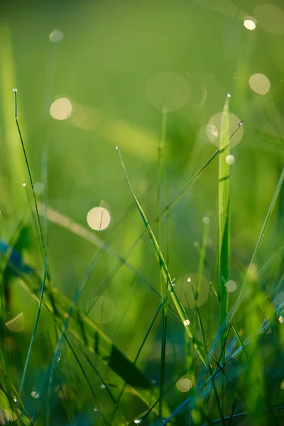 Gräs med daggdroppar — Stockfoto