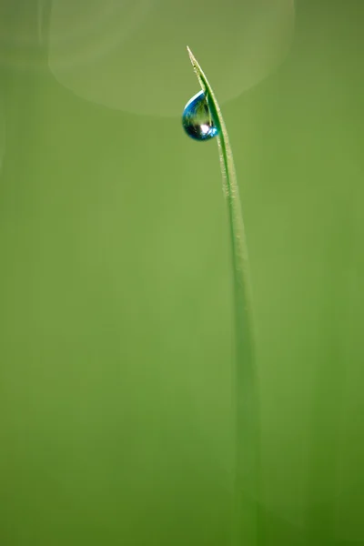 Gras met dew drop close-up — Stockfoto
