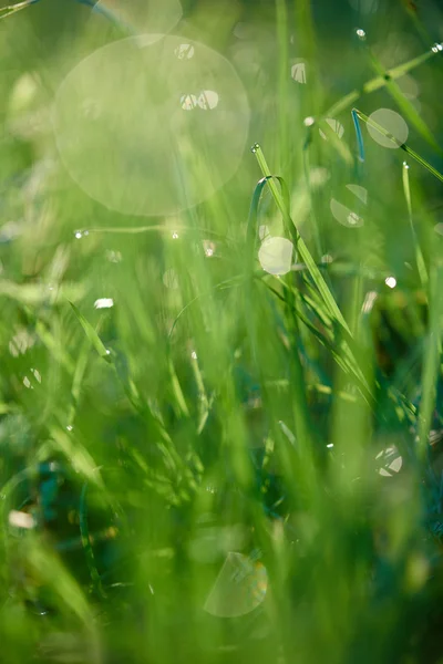 Herbe avec gouttes de rosée — Photo