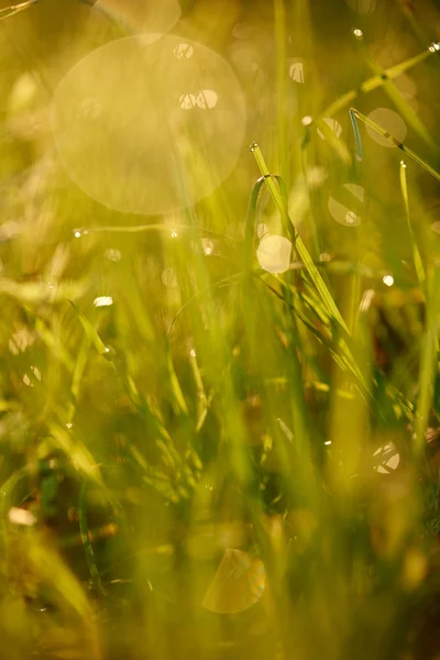 Grass with dew drops — Stock Photo, Image