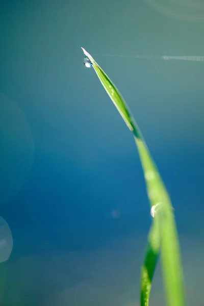 Gräs med daggdroppar — Stockfoto