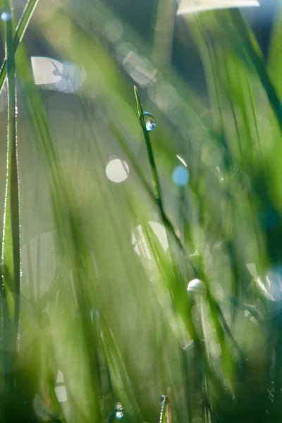 Трава с капельками росы — стоковое фото