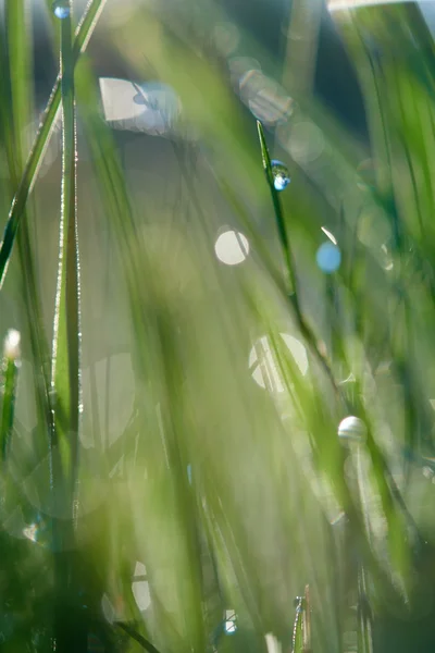 Трава з краплями роси — стокове фото