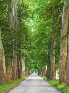 Ağaçların taze yaz sabahı olan yol