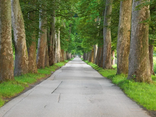 新鮮な夏の朝に木がある道路 — ストック写真