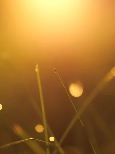 Tráva s kapkami rosy — Stock fotografie