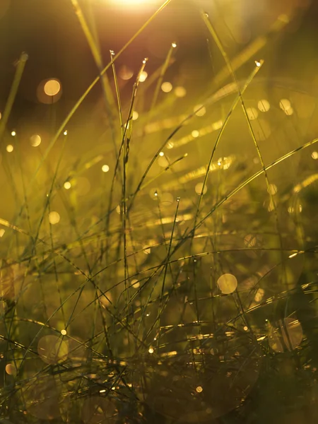 Gras met dauwdruppels — Stockfoto