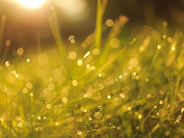 Gras mit Tautropfen — Stockfoto