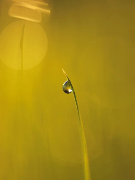 Gras met dauwdruppels — Stockfoto