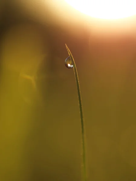 Erba con goccia di rugiada — Foto Stock