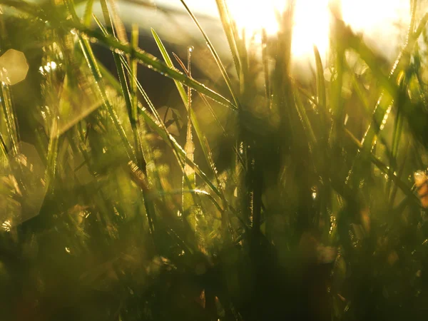 Gras mit Tautropfen — Stockfoto