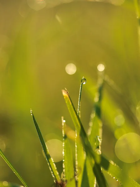 Gras met dauwdruppels — Stockfoto