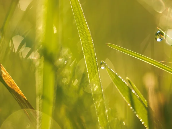 Gras met dauwdruppels — Stockfoto