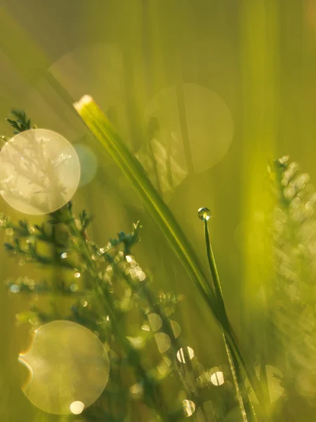 Hierba con gotas de rocío — Foto de Stock