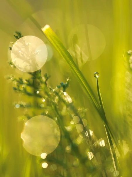 Hierba con gotas de rocío — Foto de Stock