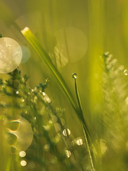 Tráva s kapkami rosy — Stock fotografie