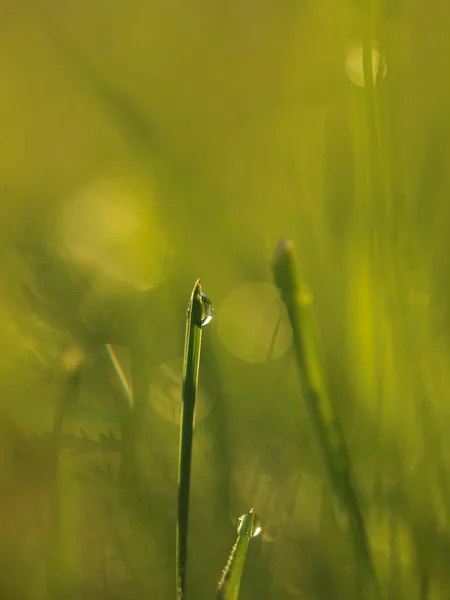 Herbe avec gouttes de rosée — Photo