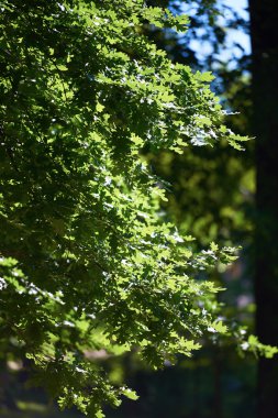 Yeşil ağaç dalları