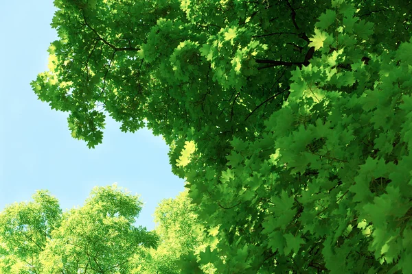 Green tree branches — Stock Photo, Image