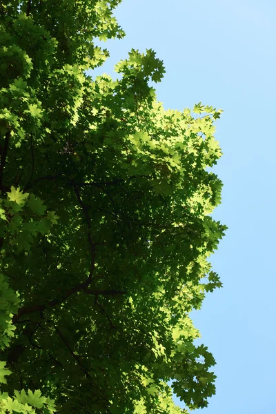 Ветви зеленого дерева — стоковое фото