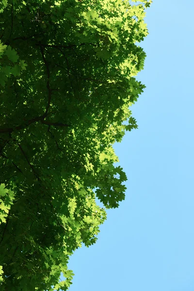 Zielone gałęzie — Zdjęcie stockowe
